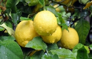 limonun sağlığa faydaları